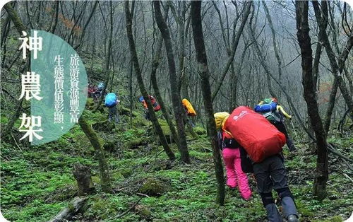 神农架景区高薪招募野人探秘者，日薪五百，你敢来挑战吗？
