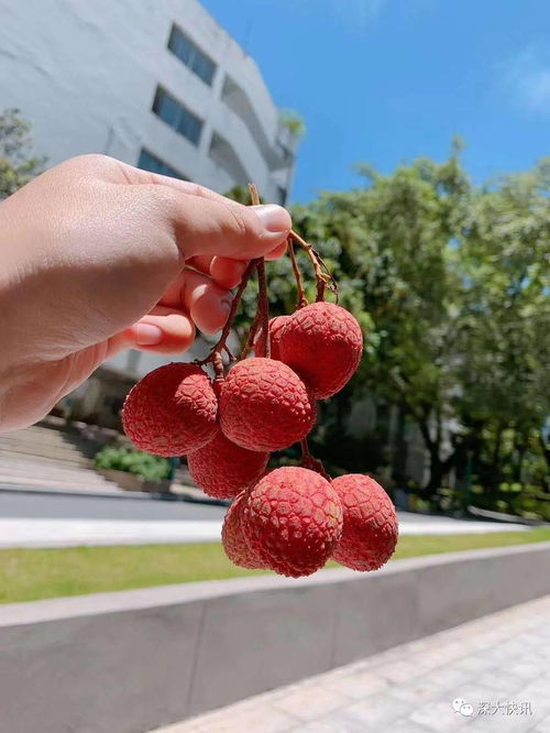 湖南一学校慷慨赠予师生万斤荔枝