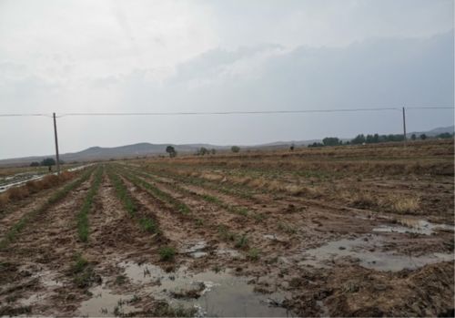 守住耕地——这个农业的命根子