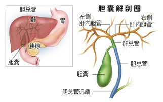 女演员颖儿遭遇健康危机，因腹部剧痛不得不切除胆囊